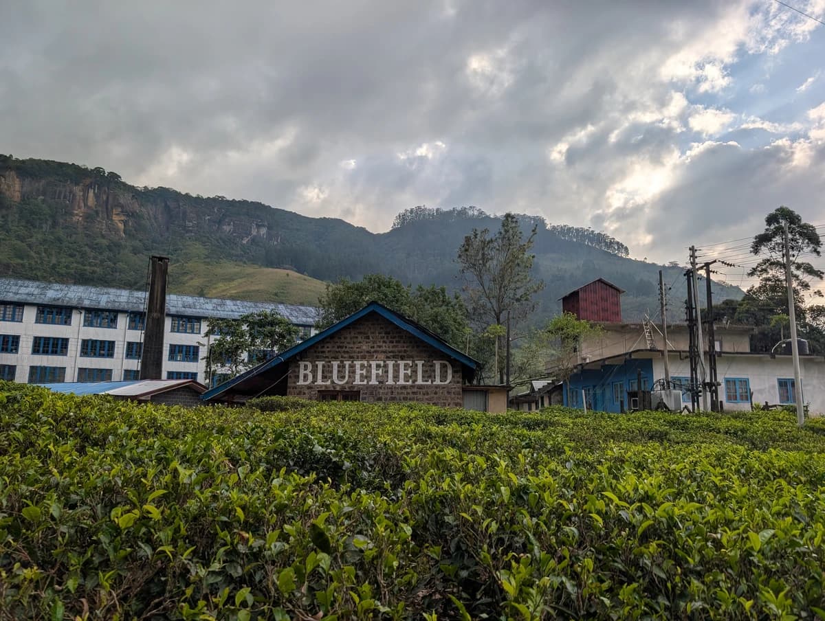 Plantáž Blue Field Factory