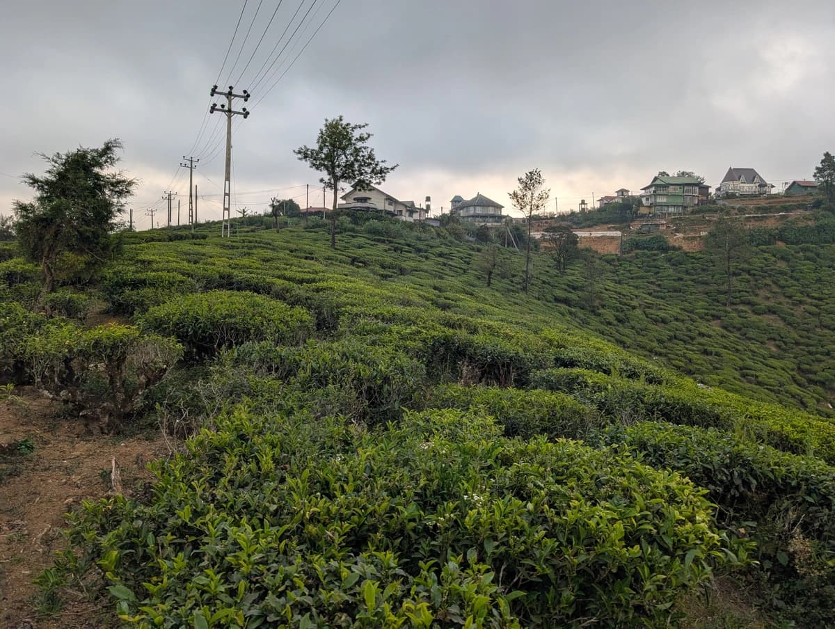 Pedro tea Estate plantáž